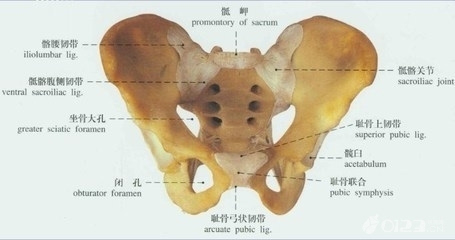 屁股大好生养错生娃秘诀在骨盆