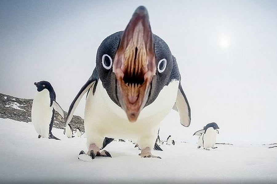 好奇企鹅镜头前卖萌 摄影爱好者clinton berry在南极海冰上抓拍到的