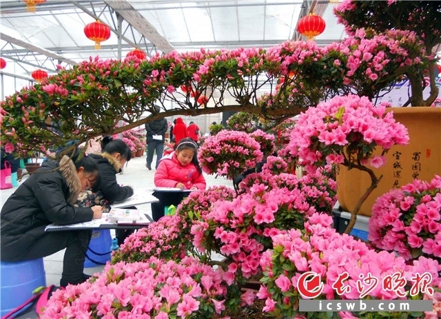 长沙植物园 冬之韵 梅花杜鹃花展开幕