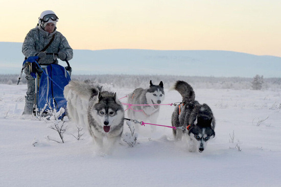 俄罗斯侦察兵在北极与驯鹿和雪橇犬一同演练