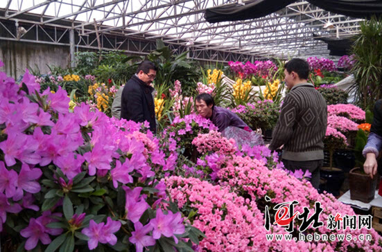 2月4日,石家庄市西三教花卉市场内,不少市民前来选购年宵花.