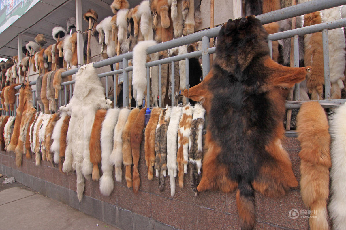陕西街头叫卖动物毛皮 狼皮4000一张