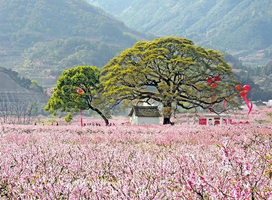 其它 正文  去年3月坐村车到虎头村,正举行桃花节,时值春暖花开,桃花