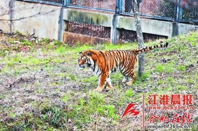 合肥野生动物园内,一只老虎正在四处走动.