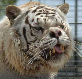 世界上最丑的老虎:鼻子短小牙齿突出 是人类干