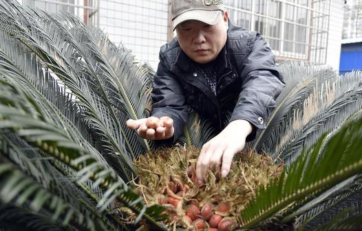 铁树结出凤凰蛋似大红枣 少量入药可消炎止血但有毒不能直接食用