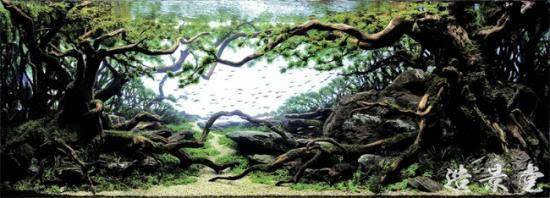 世界水草造景大赛精彩作品选