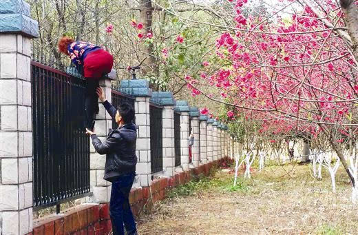 广西桂林:游客为看桃花翻围墙进监狱小区