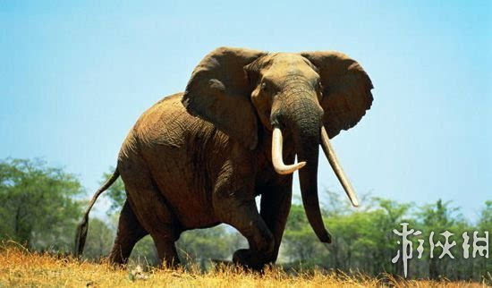 【非洲象】  非洲象是现存的四种象类中的一种.