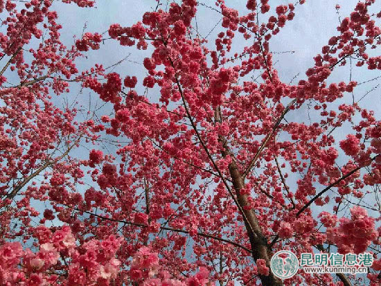 安宁王家小院万株樱花即将盛放 邀你赏花品美食_手机搜狐网