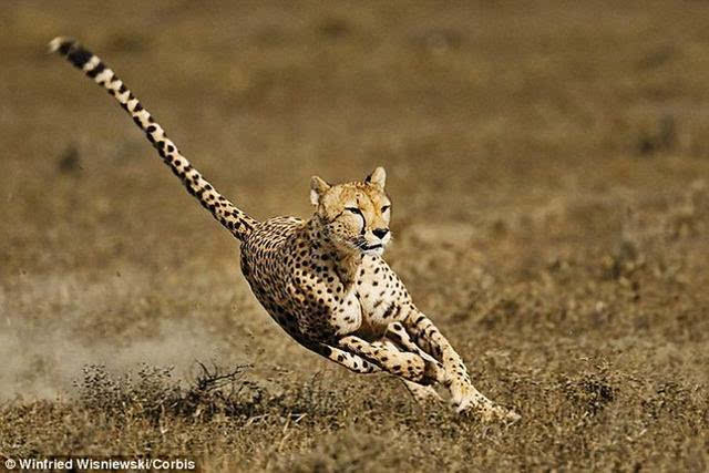 研究发现猎豹出现促使奔跑加快的基因突变