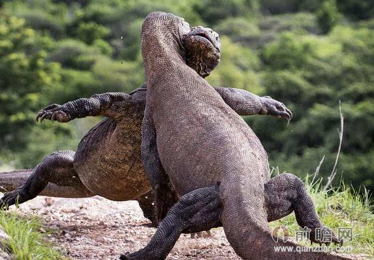 两只科莫多巨蜥打架照片遭疯传 纠缠不清场面颇为滑稽