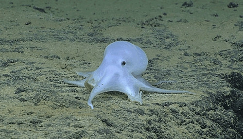 美海域发现新品种章鱼 通体透明酷似小精灵(图)