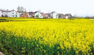 南郑县油菜花 记者 张松 摄