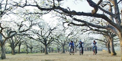 宁陵梨花节开幕当日引来近10万游客