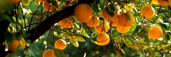 人民日报、光明日报、绿色中国网络电视台的记者尝完常山胡柚后-搜狐