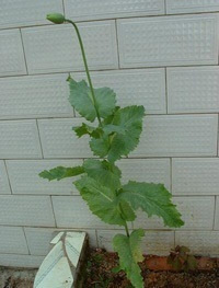 不懂法好尴尬!女子种罂粟苗当菜吃被拘:做菜好