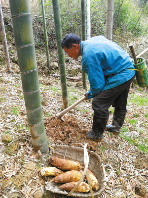 宁波各地春笋破土而出 笋贱伤农如何破局