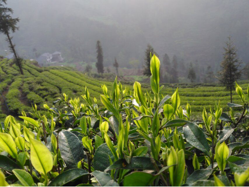 御茶园老总_重庆茶园观山御景(3)