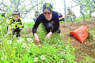 春天里有人要挖野菜吃