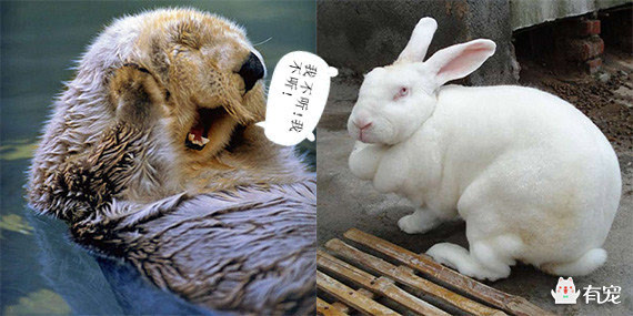 獭兔(跟我读tǎ獭),学名力克斯兔(rex rabbit)产于法国,因其毛皮酷似