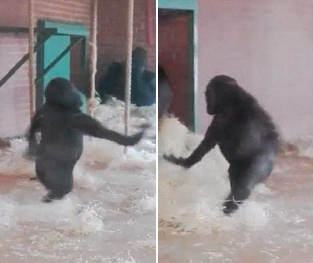 英一动物园大猩猩优雅跳舞似芭蕾舞演员