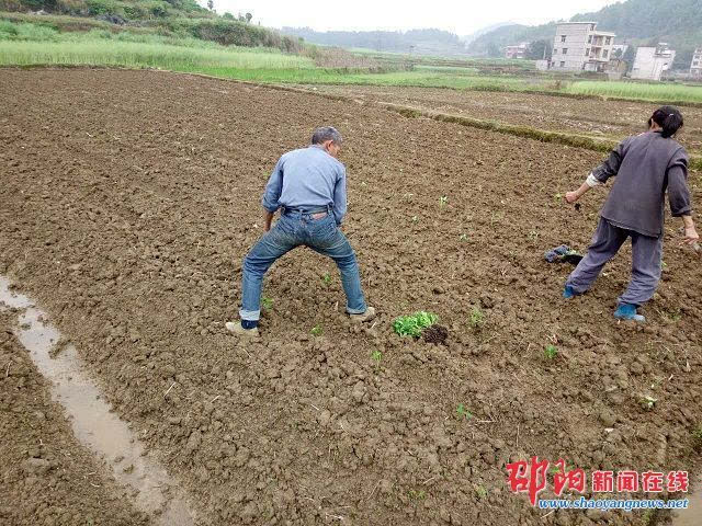 隆回县山界回族乡辣椒移栽工作全面展开