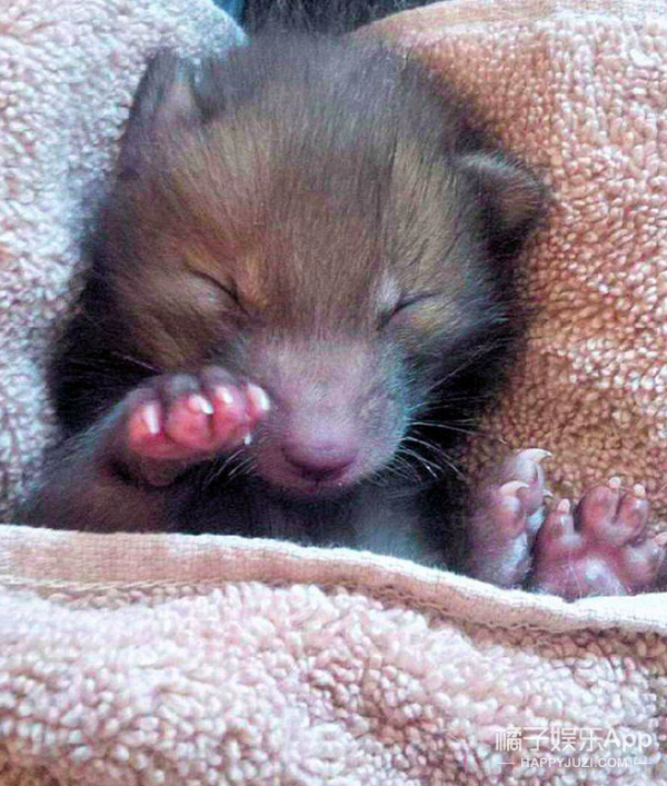 娱乐 正文  哈巴是一只刚出生不久的小狐狸,上个月15号在伦敦北部被