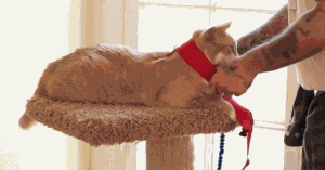 国外媒体buzzfeed最近找了几个铲屎官试了试,嗯,结果正如你所料