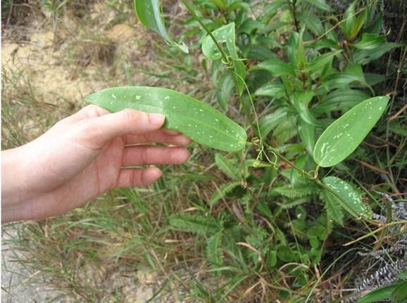 地斩头又叫地胆头,草鞋根.