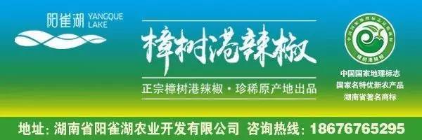 樟树港辣椒已上市?阳雀湖公司称订单已排到本月26号!
