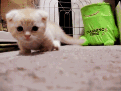 干脆面,小奶狗,小奶猫和小仓鼠又来组团卖萌了