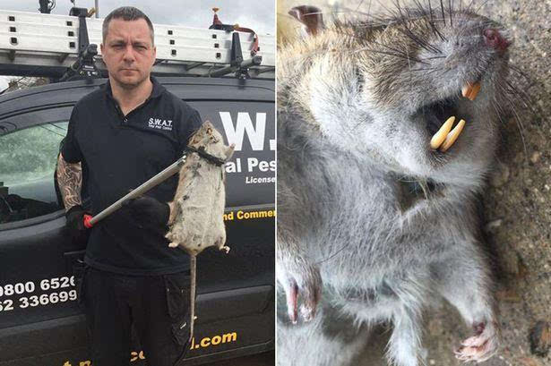 英国一农场捕获60厘米巨鼠 粗壮大板牙很惊人