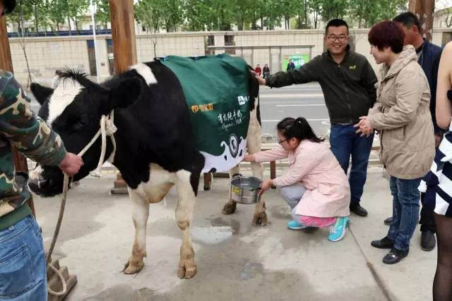 现场引大量市民围观,并有市民积极体验挤奶的乐趣,现场的牛奶一盒8元