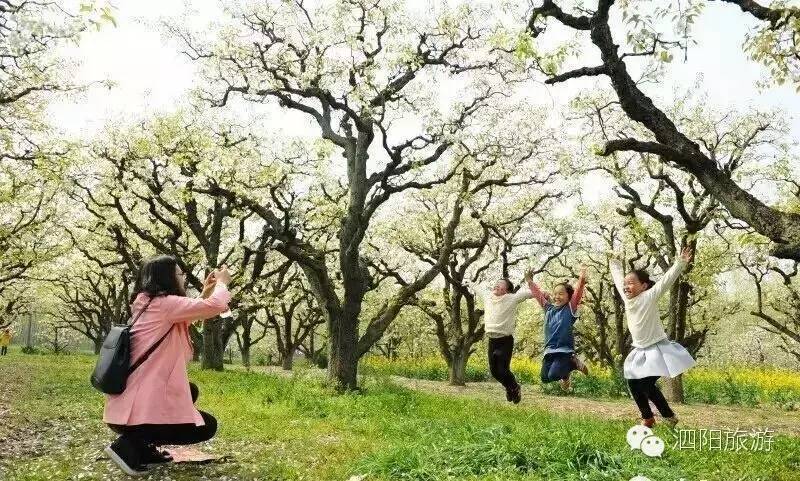 [泗阳百年梨园]徜徉梨花落雨中,便是人间最美时