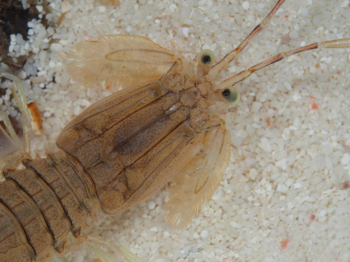 雀尾螳螂虾和皮皮虾相似吗？ - 知乎