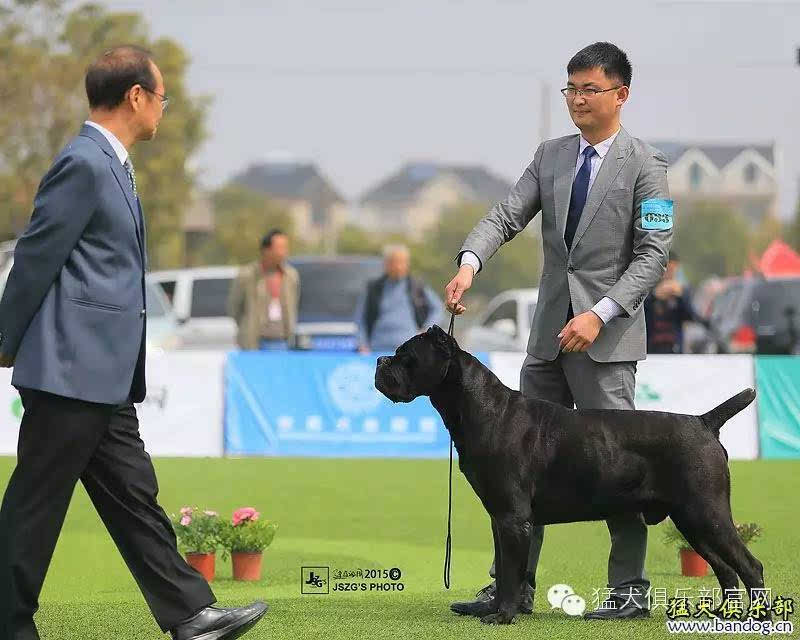 "响马牵犬师培训学校"&"猛犬俱乐部"联合举办第二期指导手培训课程