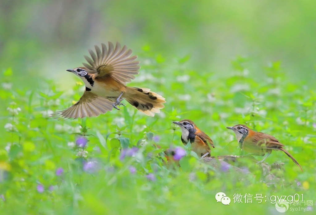 《花翎噪媚》                