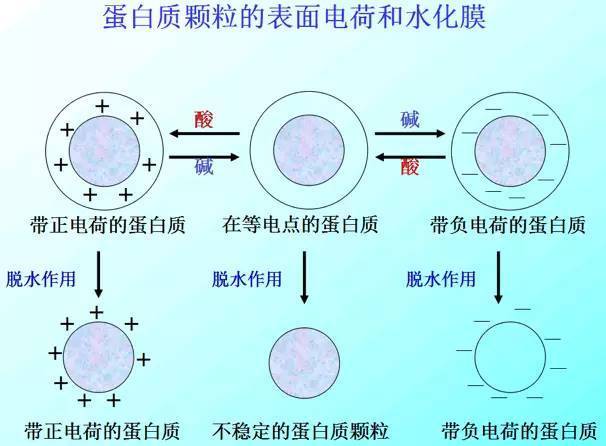 四,蛋白质的变性