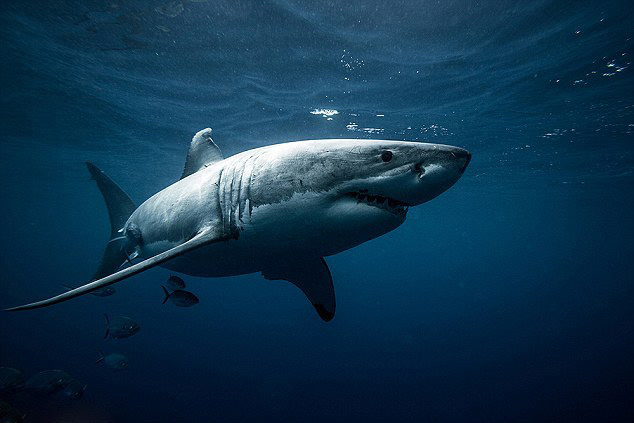 澳摄影师抓拍大白鲨 画面精彩令人震撼