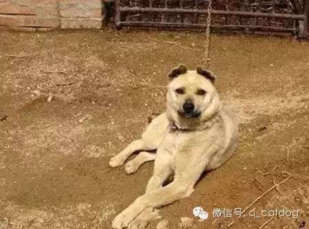 台湾土狗被认定为台湾犬,大陆土狗何时才能正名?