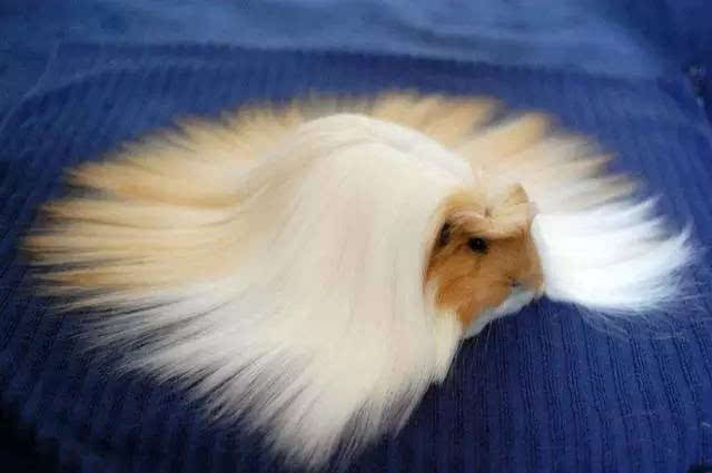 20种经投票选出世界上毛发最华丽的爆可爱动物