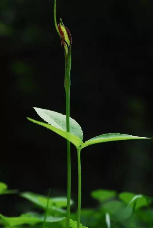 活在北京三环上的植物们|地球日