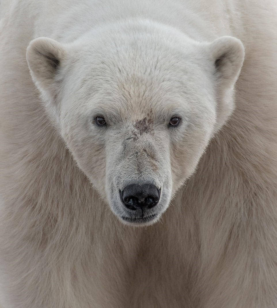 挪威瓦伦贝格峡湾,摄影师正面遭遇北极熊.摄影:ari ross