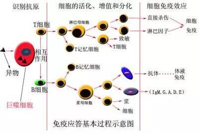 特异性反应(免疫应答)的教学设计