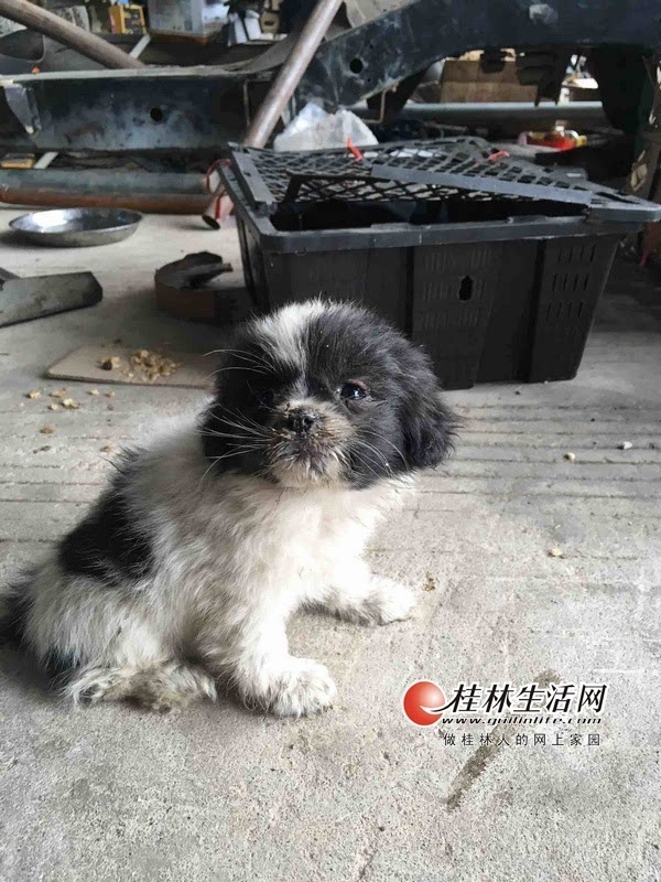 覃女士在网上选定的博美犬.(视频截图)