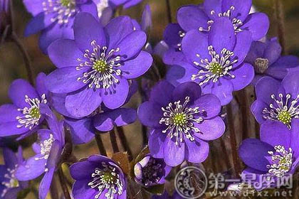 可能感兴趣》》紫罗兰花语:永恒的爱  水培花卉的特点