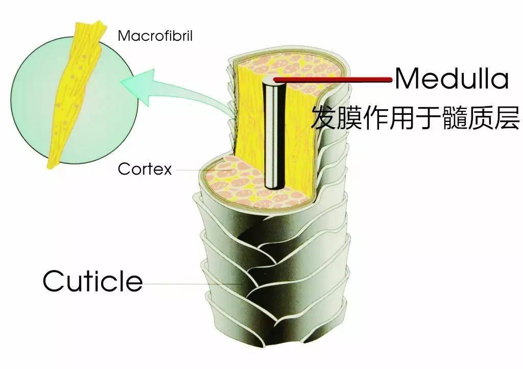 阳离子和洗发露中阴离子能够形成膜,这层膜作用在头发的最外层毛鳞片