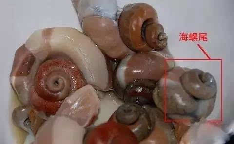 海螺尾据说里面含有排泄物,藏有大量细菌.