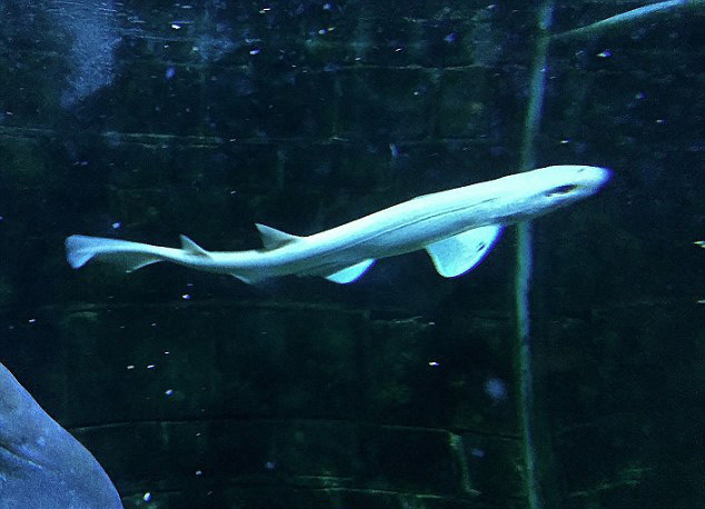 罕见白化病鲨鱼亮相英国水族馆